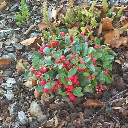 Apartamento Fild - St. Vith